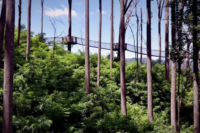 treetop skywalk